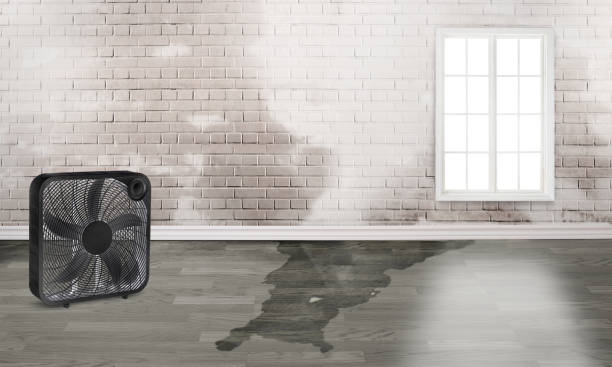 Best Water damage repair service  in Pinehurst, TX